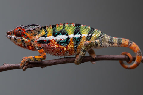 Holdbacks/Individuals: Ambilobe Offspring from "Lahiaivo-vorondolo" (AKA Son Owl) x "Volamena-vovoka" (AKA Gold Dust) - Hatched June/July 2025 - Male #6