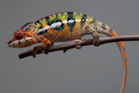 Holdbacks/Individuals: Ambilobe Offspring from "Lahiaivo-vorondolo" (AKA Son Owl) x "Volamena-vovoka" (AKA Gold Dust) - Hatched June/July 2025 - Male #6