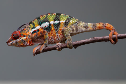 Holdbacks/Individuals: Ambilobe Offspring from "Lahiaivo-vorondolo" (AKA Son Owl) x "Volamena-vovoka" (AKA Gold Dust) - Hatched June/July 2025 - Male #6