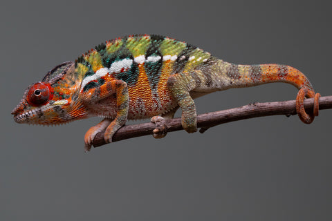 Holdbacks/Individuals: Ambilobe Offspring from "Lahiaivo-vorondolo" (AKA Son Owl) x "Volamena-vovoka" (AKA Gold Dust) - Hatched June/July 2025 - Male #6