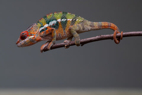 Holdbacks/Individuals: Ambilobe Offspring from "Lahiaivo-vorondolo" (AKA Son Owl) x "Volamena-vovoka" (AKA Gold Dust) - Hatched June/July 2025 - Male #6