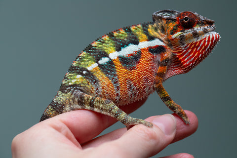 Holdbacks/Individuals: Ambilobe Offspring from "Lahiaivo-vorondolo" (AKA Son Owl) x "Volamena-vovoka" (AKA Gold Dust) - Hatched June/July 2025 - Male #6