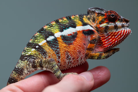 Holdbacks/Individuals: Ambilobe Offspring from "Lahiaivo-vorondolo" (AKA Son Owl) x "Volamena-vovoka" (AKA Gold Dust) - Hatched June/July 2025 - Male #6