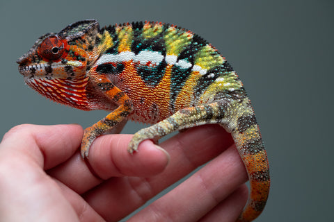 Holdbacks/Individuals: Ambilobe Offspring from "Lahiaivo-vorondolo" (AKA Son Owl) x "Volamena-vovoka" (AKA Gold Dust) - Hatched June/July 2025 - Male #6