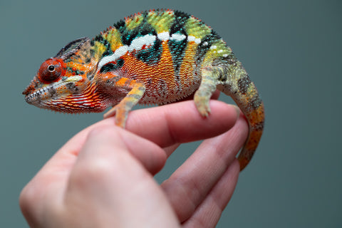 Holdbacks/Individuals: Ambilobe Offspring from "Lahiaivo-vorondolo" (AKA Son Owl) x "Volamena-vovoka" (AKA Gold Dust) - Hatched June/July 2025 - Male #6