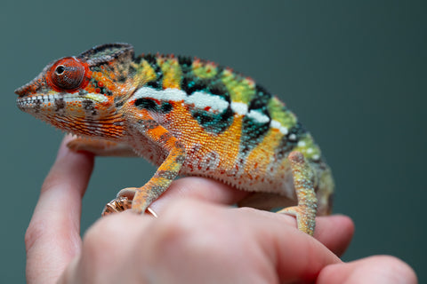 Holdbacks/Individuals: Ambilobe Offspring from "Lahiaivo-vorondolo" (AKA Son Owl) x "Volamena-vovoka" (AKA Gold Dust) - Hatched June/July 2025 - Male #6