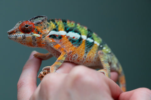 Holdbacks/Individuals: Ambilobe Offspring from "Lahiaivo-vorondolo" (AKA Son Owl) x "Volamena-vovoka" (AKA Gold Dust) - Hatched June/July 2025 - Male #6