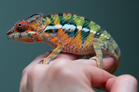 Holdbacks/Individuals: Ambilobe Offspring from "Lahiaivo-vorondolo" (AKA Son Owl) x "Volamena-vovoka" (AKA Gold Dust) - Hatched June/July 2025 - Male #6