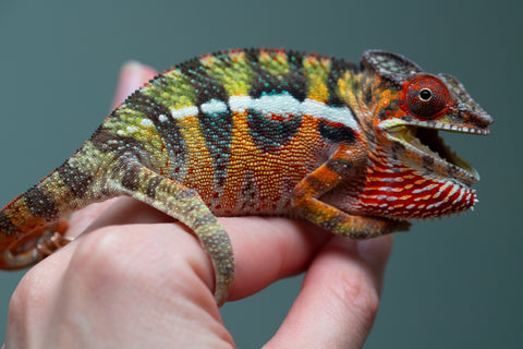 Holdbacks/Individuals: Ambilobe Offspring from "Lahiaivo-vorondolo" (AKA Son Owl) x "Volamena-vovoka" (AKA Gold Dust) - Hatched June/July 2025 - Male #6