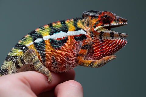 Holdbacks/Individuals: Ambilobe Offspring from "Lahiaivo-vorondolo" (AKA Son Owl) x "Volamena-vovoka" (AKA Gold Dust) - Hatched June/July 2025 - Male #6