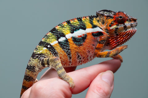 Holdbacks/Individuals: Ambilobe Offspring from "Lahiaivo-vorondolo" (AKA Son Owl) x "Volamena-vovoka" (AKA Gold Dust) - Hatched June/July 2025 - Male #6