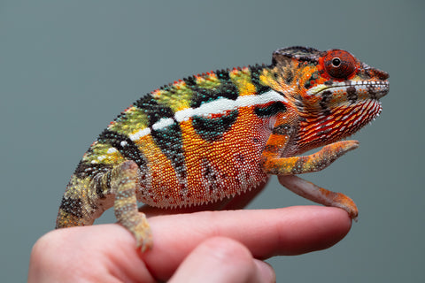 Holdbacks/Individuals: Ambilobe Offspring from "Lahiaivo-vorondolo" (AKA Son Owl) x "Volamena-vovoka" (AKA Gold Dust) - Hatched June/July 2025 - Male #6