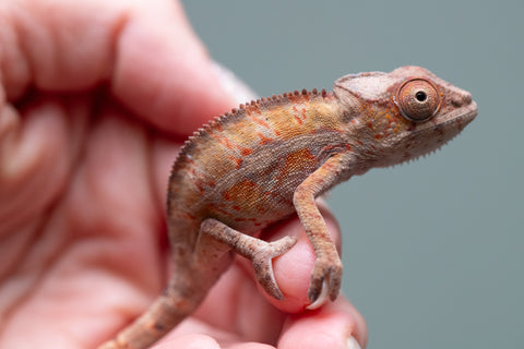 Holdbacks/Individuals: Ambilobe Offspring from "Lahiaivo-vorondolo" (AKA Son Owl) x "Volamena-vovoka" (AKA Gold Dust) - Hatched June/July 2025 - Male #7