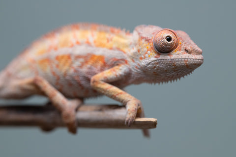 Holdbacks/Individuals: Ambilobe Offspring from "Lahiaivo-vorondolo" (AKA Son Owl) x "Volamena-vovoka" (AKA Gold Dust) - Hatched June/July 2025 - Male #7