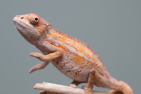 Holdbacks/Individuals: Ambilobe Offspring from "Lahiaivo-vorondolo" (AKA Son Owl) x "Volamena-vovoka" (AKA Gold Dust) - Hatched June/July 2025 - Male #7