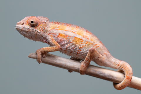 Holdbacks/Individuals: Ambilobe Offspring from "Lahiaivo-vorondolo" (AKA Son Owl) x "Volamena-vovoka" (AKA Gold Dust) - Hatched June/July 2025 - Male #7