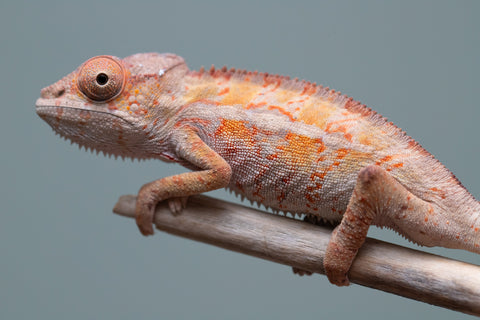 Holdbacks/Individuals: Ambilobe Offspring from "Lahiaivo-vorondolo" (AKA Son Owl) x "Volamena-vovoka" (AKA Gold Dust) - Hatched June/July 2025 - Male #7