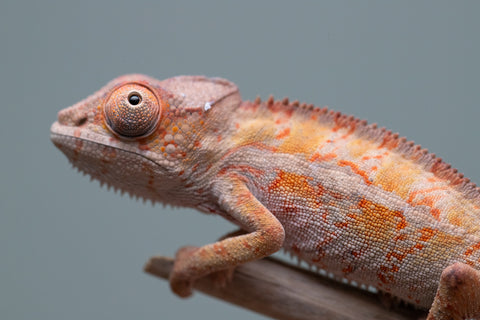 Holdbacks/Individuals: Ambilobe Offspring from "Lahiaivo-vorondolo" (AKA Son Owl) x "Volamena-vovoka" (AKA Gold Dust) - Hatched June/July 2025 - Male #7