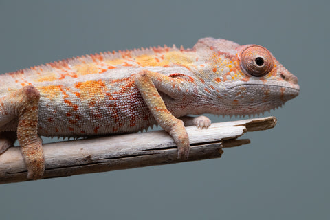 Holdbacks/Individuals: Ambilobe Offspring from "Lahiaivo-vorondolo" (AKA Son Owl) x "Volamena-vovoka" (AKA Gold Dust) - Hatched June/July 2025 - Male #7