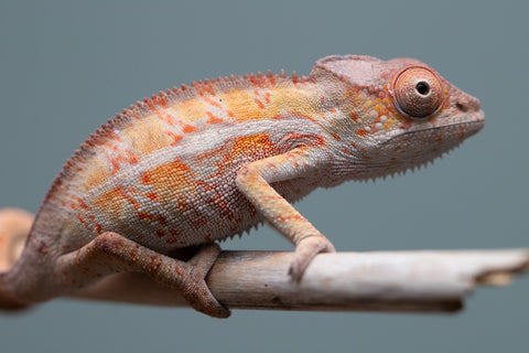 Holdbacks/Individuals: Ambilobe Offspring from "Lahiaivo-vorondolo" (AKA Son Owl) x "Volamena-vovoka" (AKA Gold Dust) - Hatched June/July 2025 - Male #7