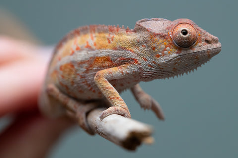 Holdbacks/Individuals: Ambilobe Offspring from "Lahiaivo-vorondolo" (AKA Son Owl) x "Volamena-vovoka" (AKA Gold Dust) - Hatched June/July 2025 - Male #7