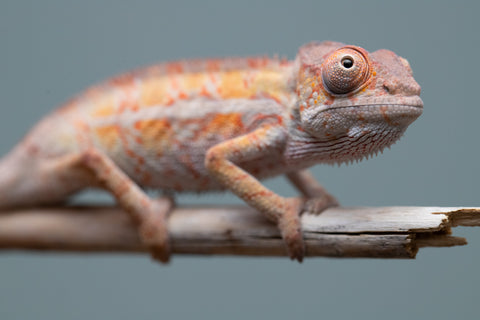 Holdbacks/Individuals: Ambilobe Offspring from "Lahiaivo-vorondolo" (AKA Son Owl) x "Volamena-vovoka" (AKA Gold Dust) - Hatched June/July 2025 - Male #7