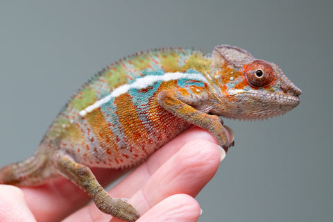 Holdbacks/Individuals: Ambilobe Offspring from "Lahiaivo-vorondolo" (AKA Son Owl) x "Volamena-vovoka" (AKA Gold Dust) - Hatched June/July 2025 - Male #7