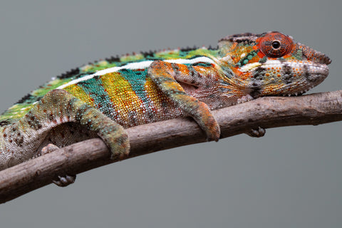 Holdbacks/Individuals: Ambilobe Offspring from "Lahiaivo-vorondolo" (AKA Son Owl) x "Volamena-vovoka" (AKA Gold Dust) - Hatched June/July 2025 - Male #7