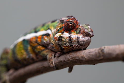 Holdbacks/Individuals: Ambilobe Offspring from "Lahiaivo-vorondolo" (AKA Son Owl) x "Volamena-vovoka" (AKA Gold Dust) - Hatched June/July 2025 - Male #7