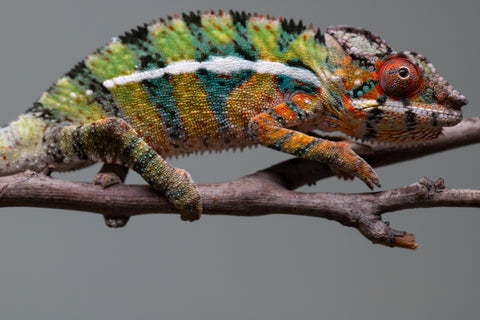 Holdbacks/Individuals: Ambilobe Offspring from "Lahiaivo-vorondolo" (AKA Son Owl) x "Volamena-vovoka" (AKA Gold Dust) - Hatched June/July 2025 - Male #7