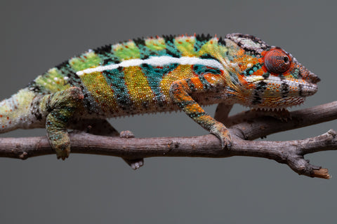 Holdbacks/Individuals: Ambilobe Offspring from "Lahiaivo-vorondolo" (AKA Son Owl) x "Volamena-vovoka" (AKA Gold Dust) - Hatched June/July 2025 - Male #7