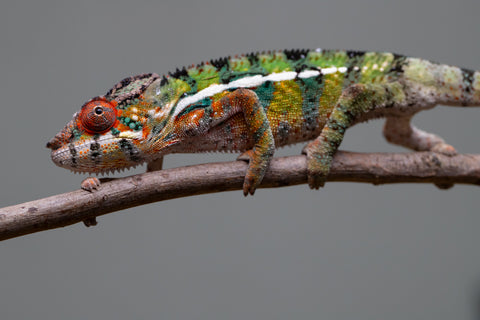 Holdbacks/Individuals: Ambilobe Offspring from "Lahiaivo-vorondolo" (AKA Son Owl) x "Volamena-vovoka" (AKA Gold Dust) - Hatched June/July 2025 - Male #7