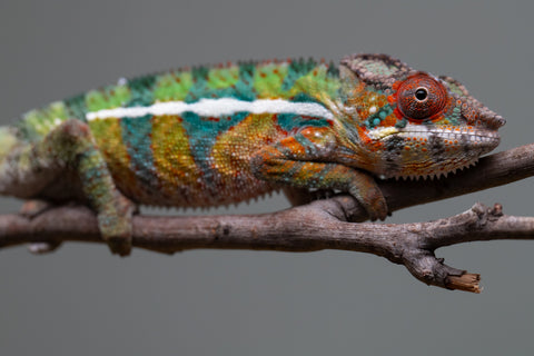 Holdbacks/Individuals: Ambilobe Offspring from "Lahiaivo-vorondolo" (AKA Son Owl) x "Volamena-vovoka" (AKA Gold Dust) - Hatched June/July 2025 - Male #7