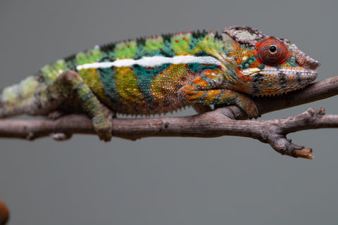 Holdbacks/Individuals: Ambilobe Offspring from "Lahiaivo-vorondolo" (AKA Son Owl) x "Volamena-vovoka" (AKA Gold Dust) - Hatched June/July 2025 - Male #7