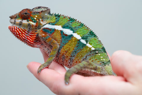 Holdbacks/Individuals: Ambilobe Offspring from "Lahiaivo-vorondolo" (AKA Son Owl) x "Volamena-vovoka" (AKA Gold Dust) - Hatched June/July 2025 - Male #7