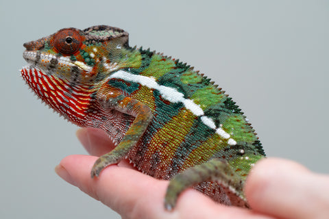 Holdbacks/Individuals: Ambilobe Offspring from "Lahiaivo-vorondolo" (AKA Son Owl) x "Volamena-vovoka" (AKA Gold Dust) - Hatched June/July 2025 - Male #7