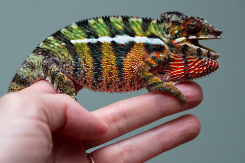 Holdbacks/Individuals: Ambilobe Offspring from "Lahiaivo-vorondolo" (AKA Son Owl) x "Volamena-vovoka" (AKA Gold Dust) - Hatched June/July 2025 - Male #7