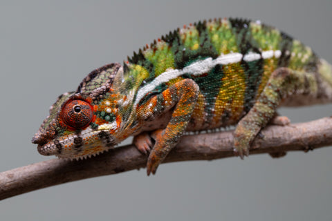 Holdbacks/Individuals: Ambilobe Offspring from "Lahiaivo-vorondolo" (AKA Son Owl) x "Volamena-vovoka" (AKA Gold Dust) - Hatched June/July 2025 - Male #7