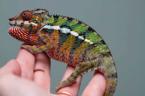 Holdbacks/Individuals: Ambilobe Offspring from "Lahiaivo-vorondolo" (AKA Son Owl) x "Volamena-vovoka" (AKA Gold Dust) - Hatched June/July 2025 - Male #7