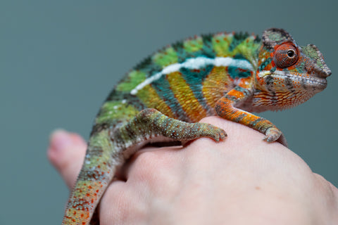 Holdbacks/Individuals: Ambilobe Offspring from "Lahiaivo-vorondolo" (AKA Son Owl) x "Volamena-vovoka" (AKA Gold Dust) - Hatched June/July 2025 - Male #7