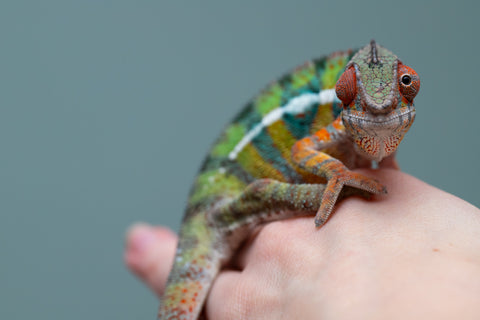 Holdbacks/Individuals: Ambilobe Offspring from "Lahiaivo-vorondolo" (AKA Son Owl) x "Volamena-vovoka" (AKA Gold Dust) - Hatched June/July 2025 - Male #7