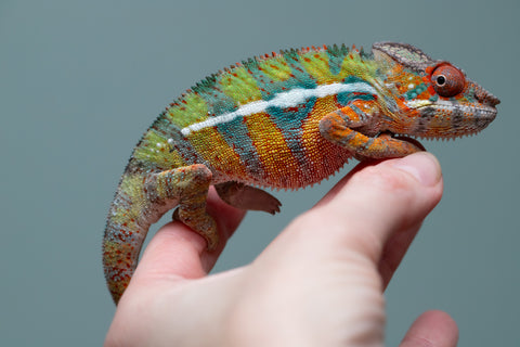 Holdbacks/Individuals: Ambilobe Offspring from "Lahiaivo-vorondolo" (AKA Son Owl) x "Volamena-vovoka" (AKA Gold Dust) - Hatched June/July 2025 - Male #7