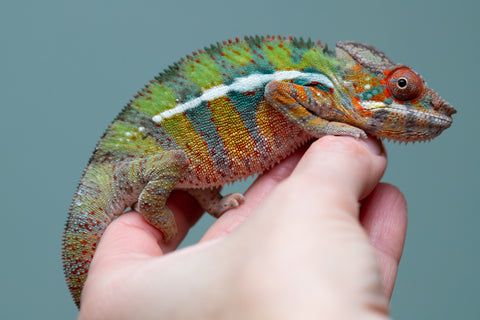 Holdbacks/Individuals: Ambilobe Offspring from "Lahiaivo-vorondolo" (AKA Son Owl) x "Volamena-vovoka" (AKA Gold Dust) - Hatched June/July 2025 - Male #7