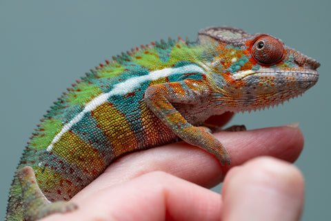 Holdbacks/Individuals: Ambilobe Offspring from "Lahiaivo-vorondolo" (AKA Son Owl) x "Volamena-vovoka" (AKA Gold Dust) - Hatched June/July 2025 - Male #7