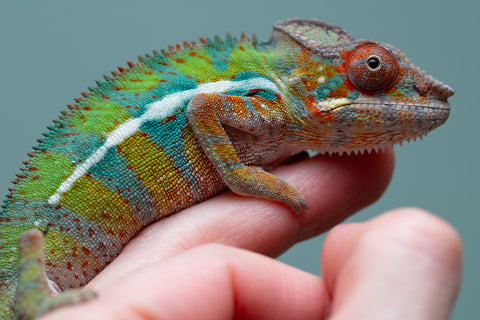 Holdbacks/Individuals: Ambilobe Offspring from "Lahiaivo-vorondolo" (AKA Son Owl) x "Volamena-vovoka" (AKA Gold Dust) - Hatched June/July 2025 - Male #7