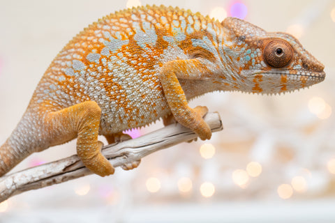 Holdbacks/Individuals: Ambilobe Offspring from "Lahiaivo-vorondolo" (AKA Son Owl) x "Volamena-vovoka" (AKA Gold Dust) - Hatched August 2025 - Female #1