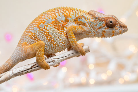 Holdbacks/Individuals: Ambilobe Offspring from "Lahiaivo-vorondolo" (AKA Son Owl) x "Volamena-vovoka" (AKA Gold Dust) - Hatched August 2025 - Female #1