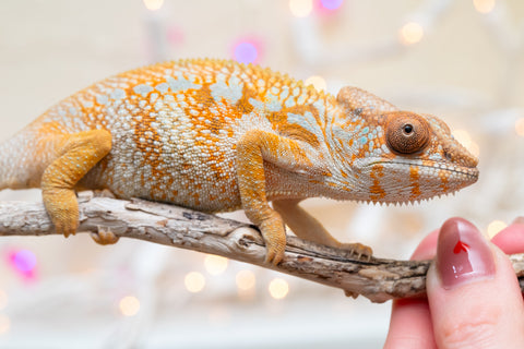 Holdbacks/Individuals: Ambilobe Offspring from "Lahiaivo-vorondolo" (AKA Son Owl) x "Volamena-vovoka" (AKA Gold Dust) - Hatched August 2025 - Female #1