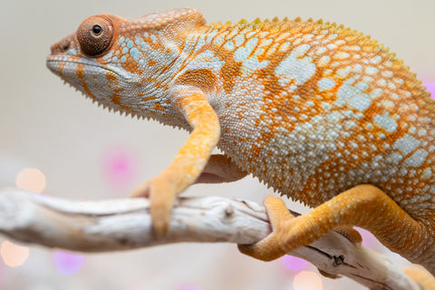 Holdbacks/Individuals: Ambilobe Offspring from "Lahiaivo-vorondolo" (AKA Son Owl) x "Volamena-vovoka" (AKA Gold Dust) - Hatched August 2025 - Female #1