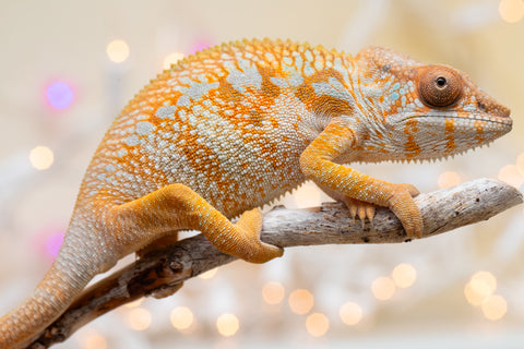 Holdbacks/Individuals: Ambilobe Offspring from "Lahiaivo-vorondolo" (AKA Son Owl) x "Volamena-vovoka" (AKA Gold Dust) - Hatched August 2025 - Female #1